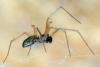 Neriene peltata